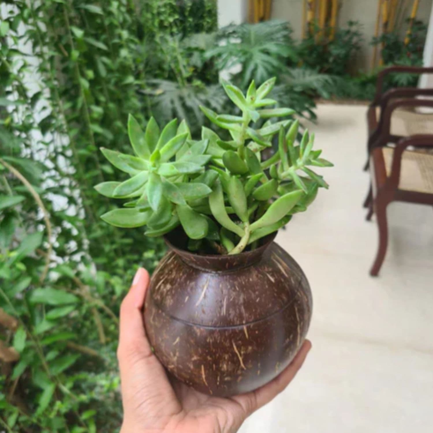 Plant Pot with Cork Tray - 1 Pack thumbnail 2