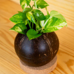 Plant Pot with Cork Tray - Image 3